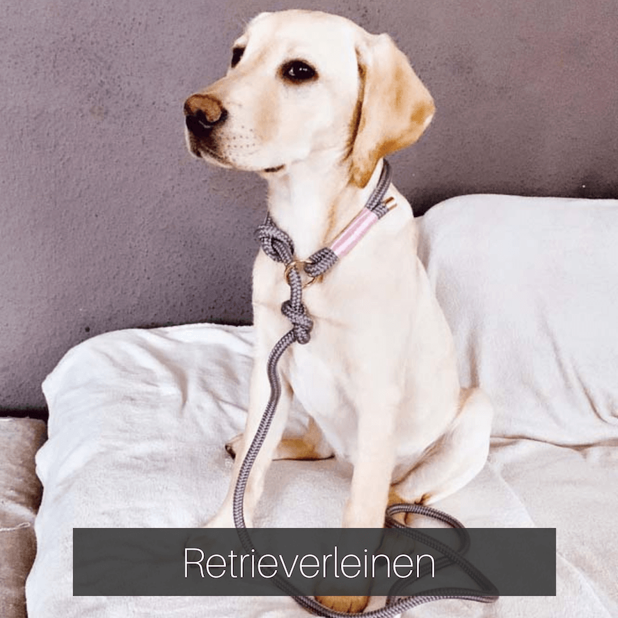 Retrieverleinen-Moxonleine-Hunde
