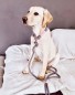 Preview: Hund mit Retrieverleine