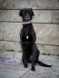 Preview: BioThane® Leine oder Set *LAVENDAR*