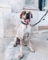 Preview: Hund mit Halsband und Leine