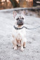 Preview: Geflochtene Lederleine oder Set *GREY DELUXE*