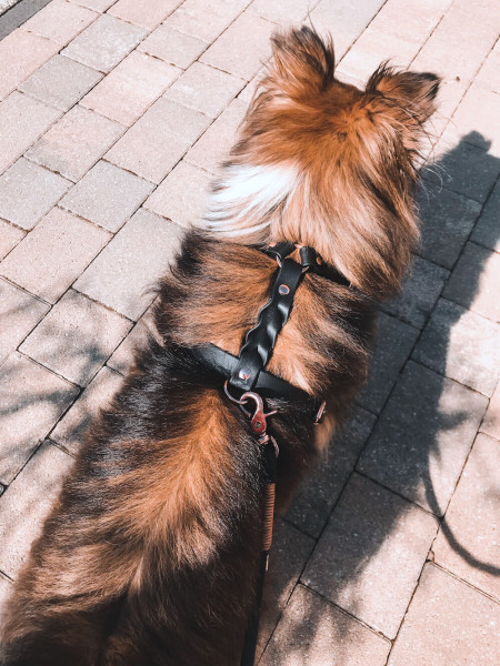 BioThane® Hundegeschirr Premium© DESIGN YOUR OWN