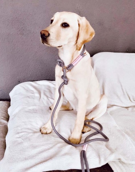 Hund mit Retrieverleine