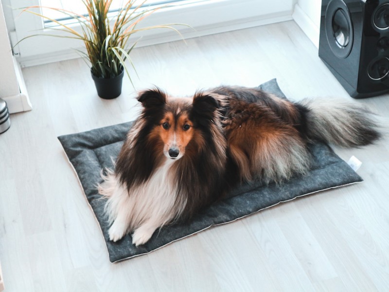 Hundedecke *ETHNO*