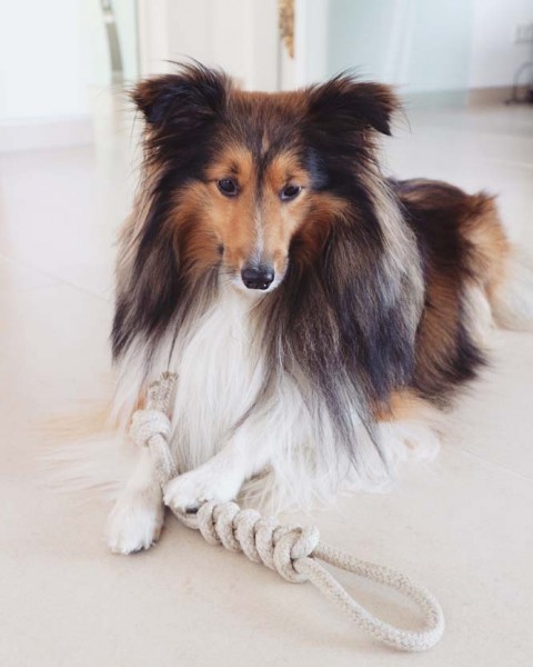Hundespielzeug aus Naturhanf